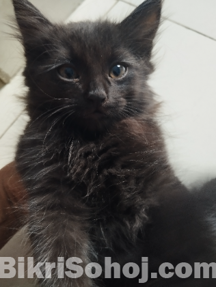 মিক্স ব্রিড persian baby